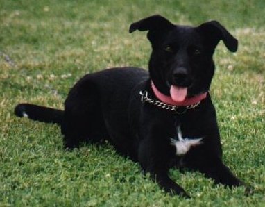 sheba
